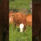 Cute Farm Animals 🐄🐐 | Cow Grazing & Baby Goats Playing 💚 | 9K Animals World