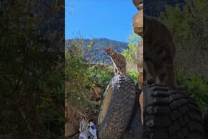 Cute Kitten #kitten #catshorts #cute #cat #funny #beautiful #michis #gatos #pets #adopciongatos