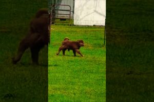 Cute Little Calves Running & Playing in Green Grass 🐄🌿So Peaceful & Adorable Moments #goviral #grow