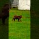 Cute Little Calves Running & Playing in Green Grass 🐄🌿So Peaceful & Adorable Moments #goviral #grow
