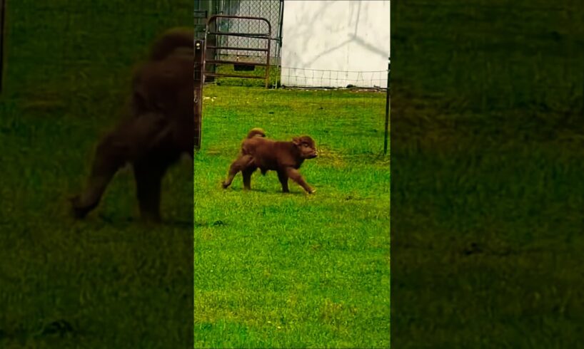 Cute Little Calves Running & Playing in Green Grass 🐄🌿So Peaceful & Adorable Moments #goviral #grow