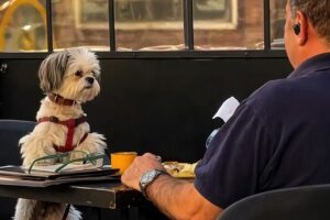 Cute PUPPIES Becomes a Little Human 😂 Top Funny Puppies Videos Ever!