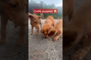 Cute Puppies Eating Roti 🐶🍞 | Adorable Feeding Time #shorts #puppies #cutedogs #dogshor