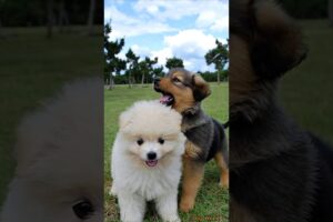 Cute Puppies Funny Video #cute #dog #funny #viral #shorts