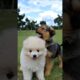 Cute Puppies Funny Video #cute #dog #funny #viral #shorts