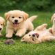 🐾💚 Cute Puppies Having Fun Outside – Relaxing Dog Video & Peaceful Vibes