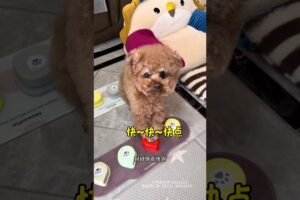 Cute Puppies' Pet Demands! 😍 PetVids DogLife