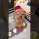 Cute Puppies' Pet Demands! 😍 PetVids DogLife