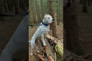 Cute Puppies That Grow Into Powerhouses