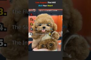 Cute Puppies That Will Melt Your Heart