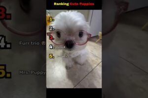 Cute Puppies melting our hearts ❤️. #shorts