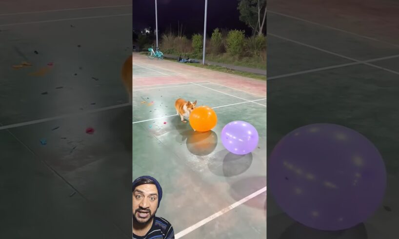 Cute Puppies 🥰♥ super funny Corgi ♥ #shorts #2025 #balloon #logcabin #feedshorts