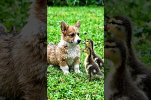 Cute Puppy Playing With Baby Duck #animals #shortsfeed #shorts #love #viralvideo #shortsvideo #song