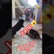 Cute bonding ❤️Puppies Playing 😍#viral #trending #cute #funny #dog #rottweiler #pets