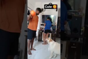 Cute eva playing with ball 🥰🥎 #music #trending #dog #labrador #cute #love #pets  #funny #viralvideo🧿