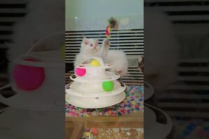 Cute kittens playing😍😍 #animals #funny #viral  #cute #shortvideo #love #catvideos #trending #cat