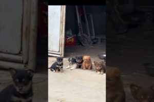 Cute puppies #CutePuppies #PuppyLove #DogShorts #CuteAnimals #ViralShorts #DogLovers #Puppy