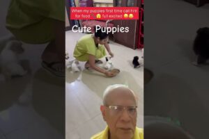 Cute puppies #funny #viral #shortsviral#shorts #youtubeshorts#puppies #trending#trendingshorts #yt