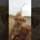 Cute puppies 😍😻#puppy#fyp#fypシ#fypシ゚viral#shorts#short#shortvideo#viral#viralshorts#viralvideo#video
