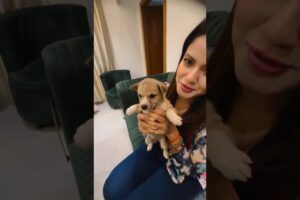 Cute puppies ❤️#youtubeshorts #puppy #cute #love #minivlog #reels