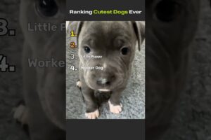 Cutest Dogs Ever!! #ranking #funny #animals #foryou #cute #pets #dogs #dogshorts #dog #fyp