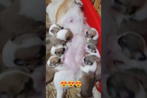 Cutest Puppies Ever Drinking Milk 😍🐕 #viralvideo #puppy #shorts