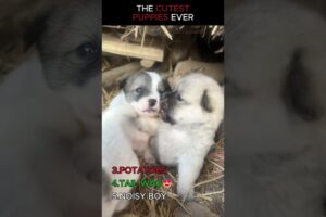 Cutest Puppies Ever 🐶❤️ (Try Not to Smile!) #dog #shorts