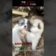 Cutest Puppies Ever 🐶❤️ (Try Not to Smile!) #dog #shorts