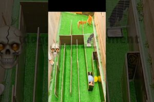 Cutest Puppies Ever Will Melt Your Heart 🥺❤️ #dogs #pets #cutepuppy #puppygram