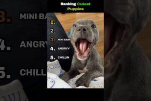 Cutest Puppies Ever #shorts  #puppies  #cutedogs  #dog  #ranking  #viral #fyp