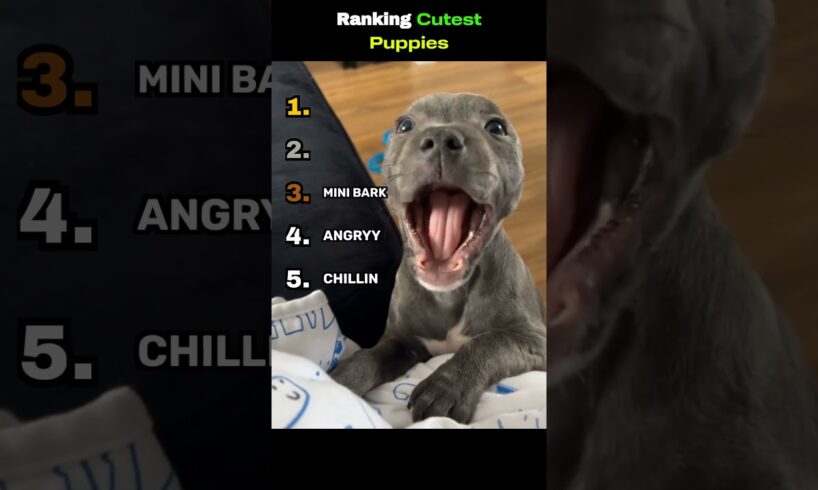 Cutest Puppies Ever #shorts  #puppies  #cutedogs  #dog  #ranking  #viral #fyp