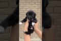 Cutest Puppies Feeding Ever 🐕🥛 Must Watch!