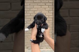 Cutest Puppies Feeding Ever 🐕🥛 Must Watch!