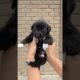 Cutest Puppies Feeding Ever 🐕🥛 Must Watch!