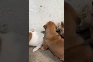 Cutest Puppies That Will Melt Your Heart 🐶❤️ #shortsfeed