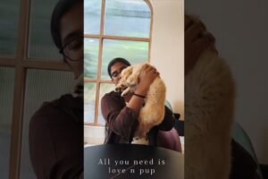 Cutest Puppies That Will Melt Your Heart #shorts#ytshorts  #cutepets #dayoff #holiday