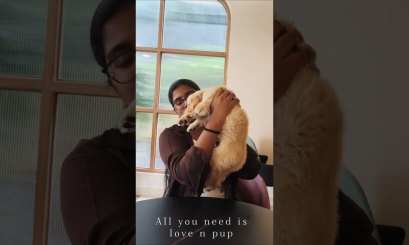 Cutest Puppies That Will Melt Your Heart #shorts#ytshorts  #cutepets #dayoff #holiday