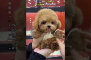 Cutest Puppies #doglove