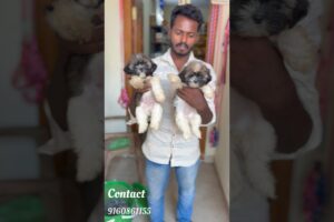 Cutest Shih Tzu Puppies 😍 Mana Shop lo Available 🐶”#pets #viral#trending#telugu #shorts