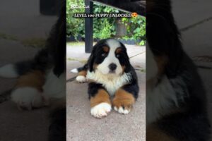 Cutest Thing Ever 🥰 Cute Pets, Cute Puppies, Cute Dog 😻