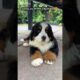Cutest Thing Ever 🥰 Cute Pets, Cute Puppies, Cute Dog 😻