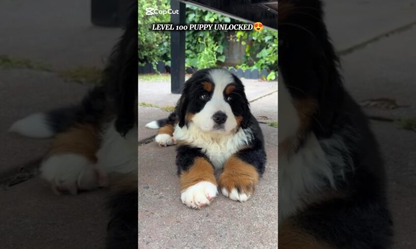 Cutest Thing Ever 🥰 Cute Pets, Cute Puppies, Cute Dog 😻