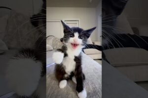 Cutest cat moments #cat #catvideos #cute #kitten #shorts