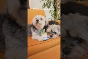 Cutest puppies ever! 😍🐶