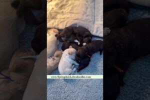 Cutest puppies ever! Our “Love on the Bayou” babies are 3 weeks old. Australian Labradoodles 🐾🫶