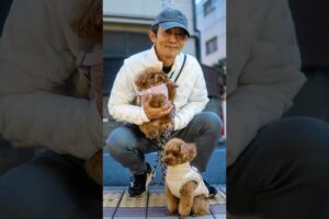 Cutest puppies in Tokyo 🥹💕 #tokyo #streetphotography #puppies