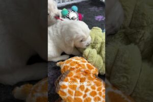 Cutest puppies playing 🐾 | Funny Dog Shorts