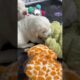 Cutest puppies playing 🐾 | Funny Dog Shorts
