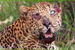 DEADLIEST Cheetah Attacks Ever Recorded | Animal Fights