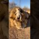 Dad Lion Gets Peed On by His Cub - Mom Cannot Stop Laughing 🤣🐾🦁